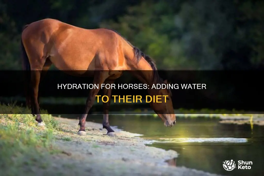 how to add water to horses diet