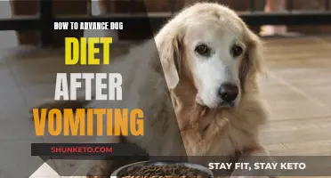 Enhancing Your Dog's Diet After Vomiting: A Comprehensive Guide