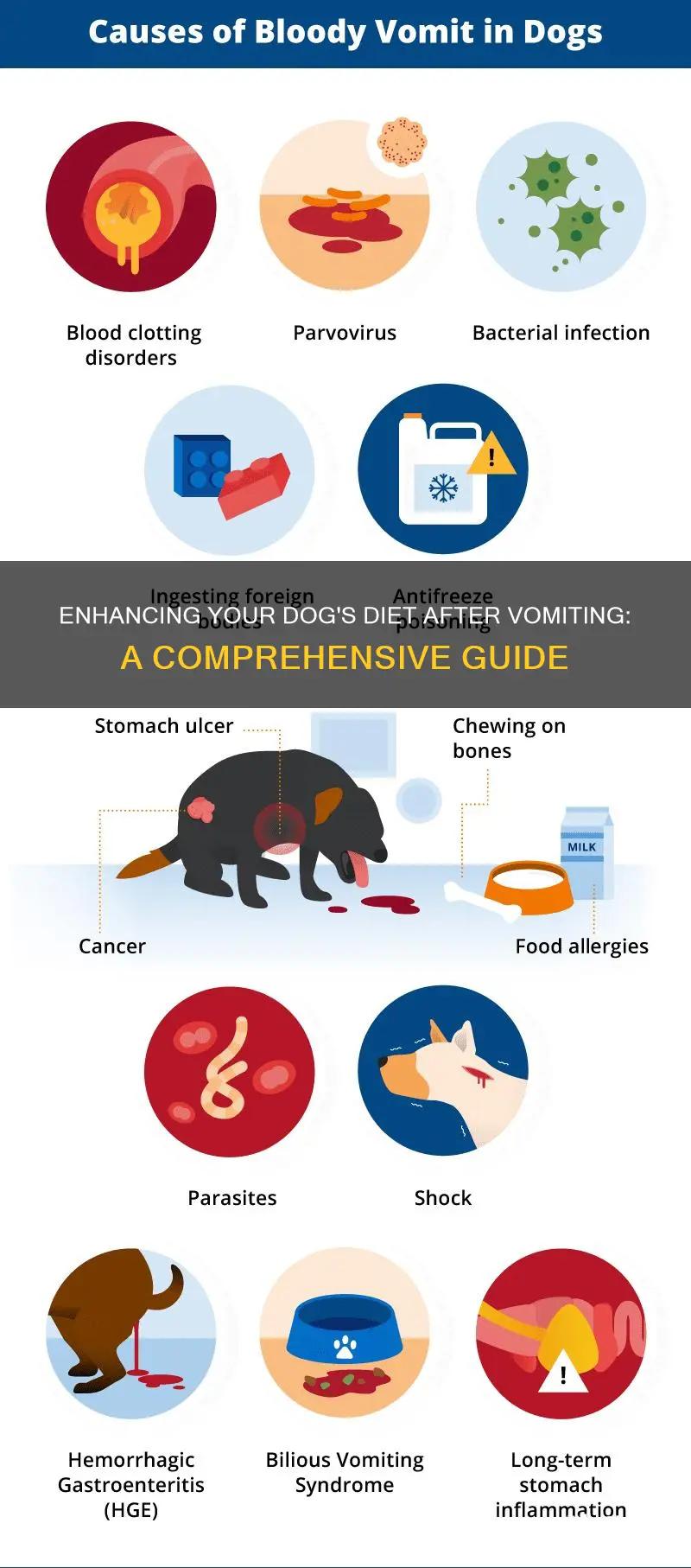 how to advance dog diet after vomiting