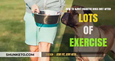 Adjusting Your Diabetic Dog's Diet Post-Exercise