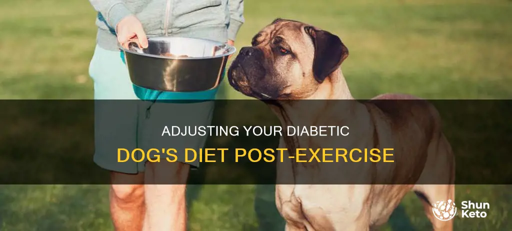 how to ajust diabetic dogs diet after lots of exercise