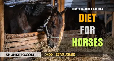 Hay Diet for Horses: Balancing Their Nutritional Needs