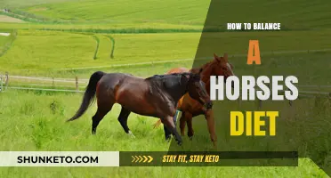 Balancing a Horse's Diet: What You Need to Know