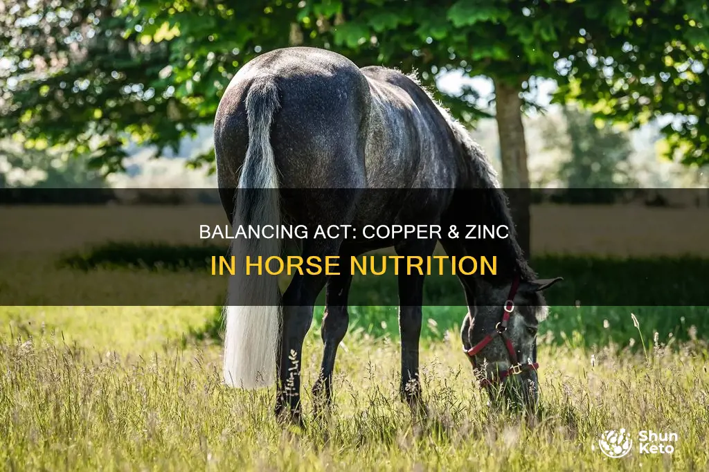 how to balance copper zinc in horse diet