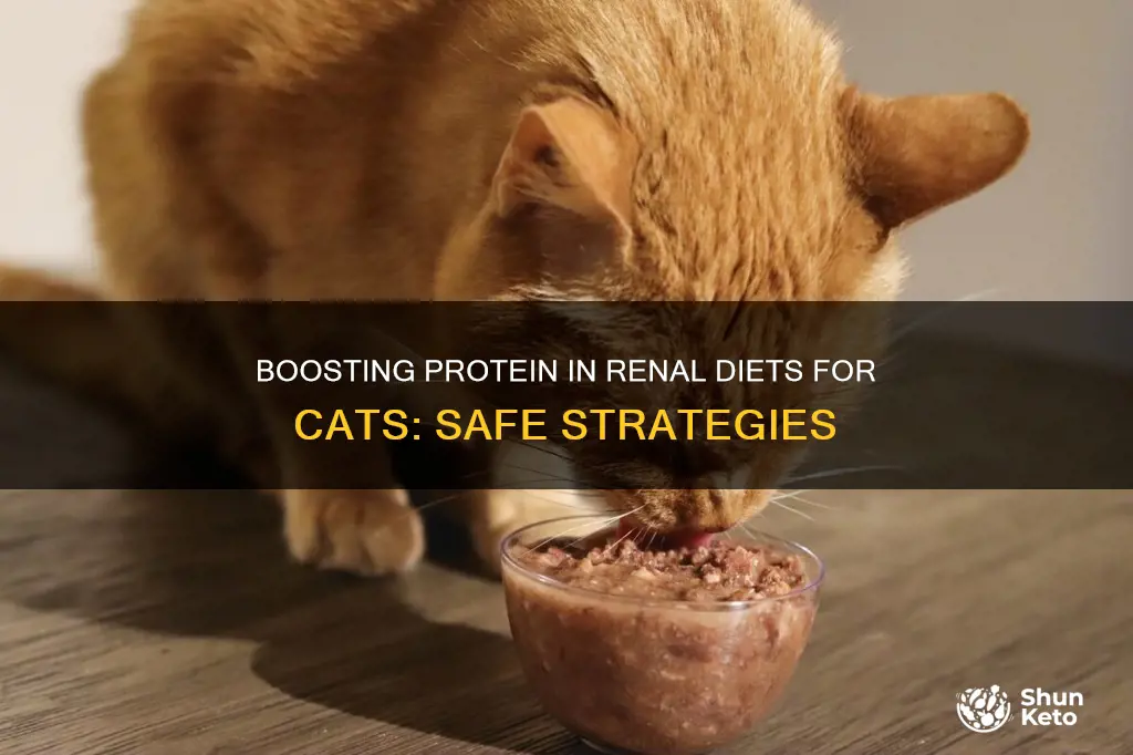 how to boost protein in prescription renal diets cats