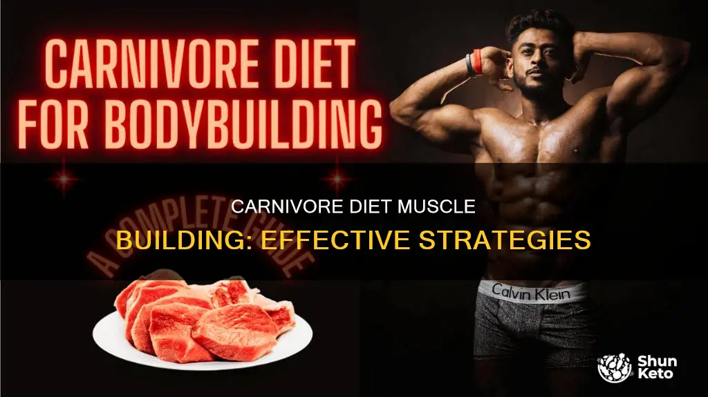 how to build muscle on carnivore diet