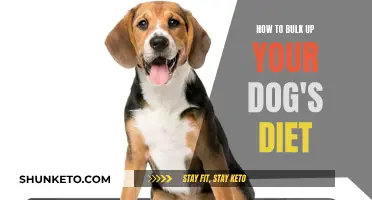 Strategies to Bulk Up Your Dog's Diet
