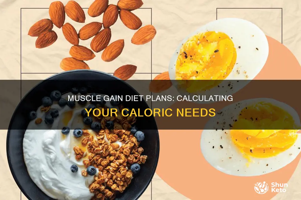 how to calculate diet plan for muscle gain