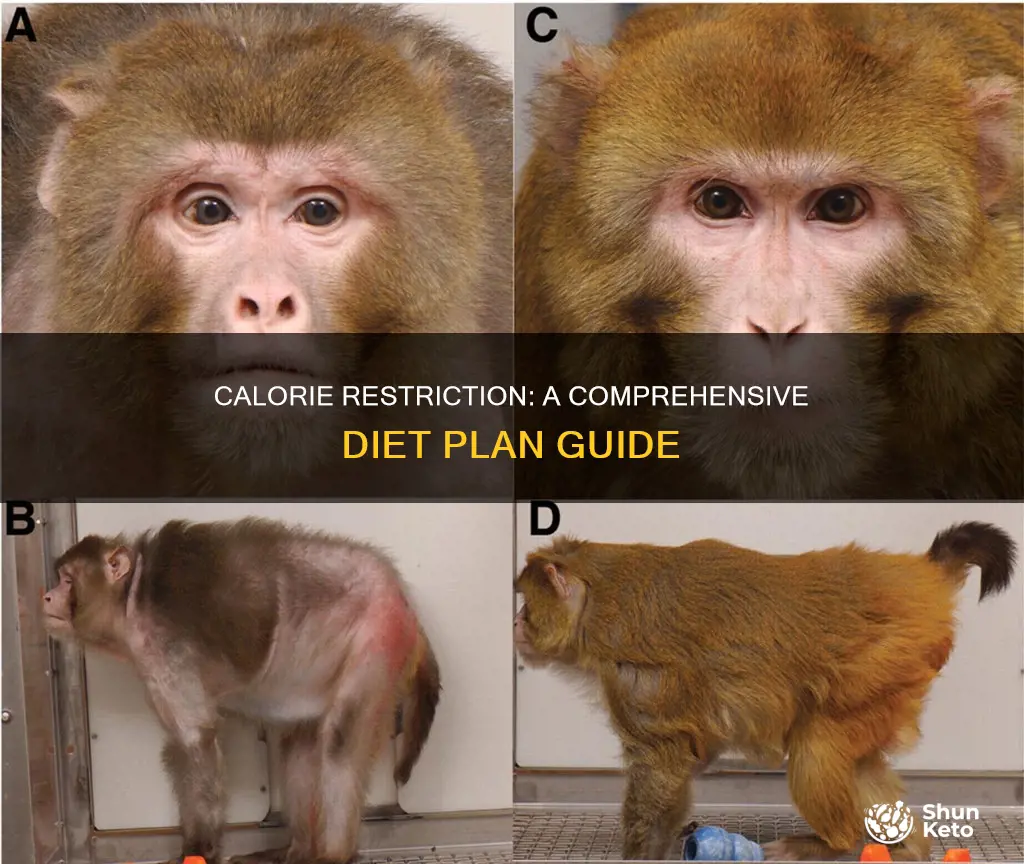 how to calorie restriction diet plan