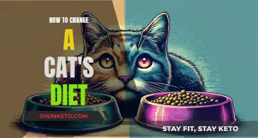 Transitioning Your Cat's Diet: Tips for a Smooth Change