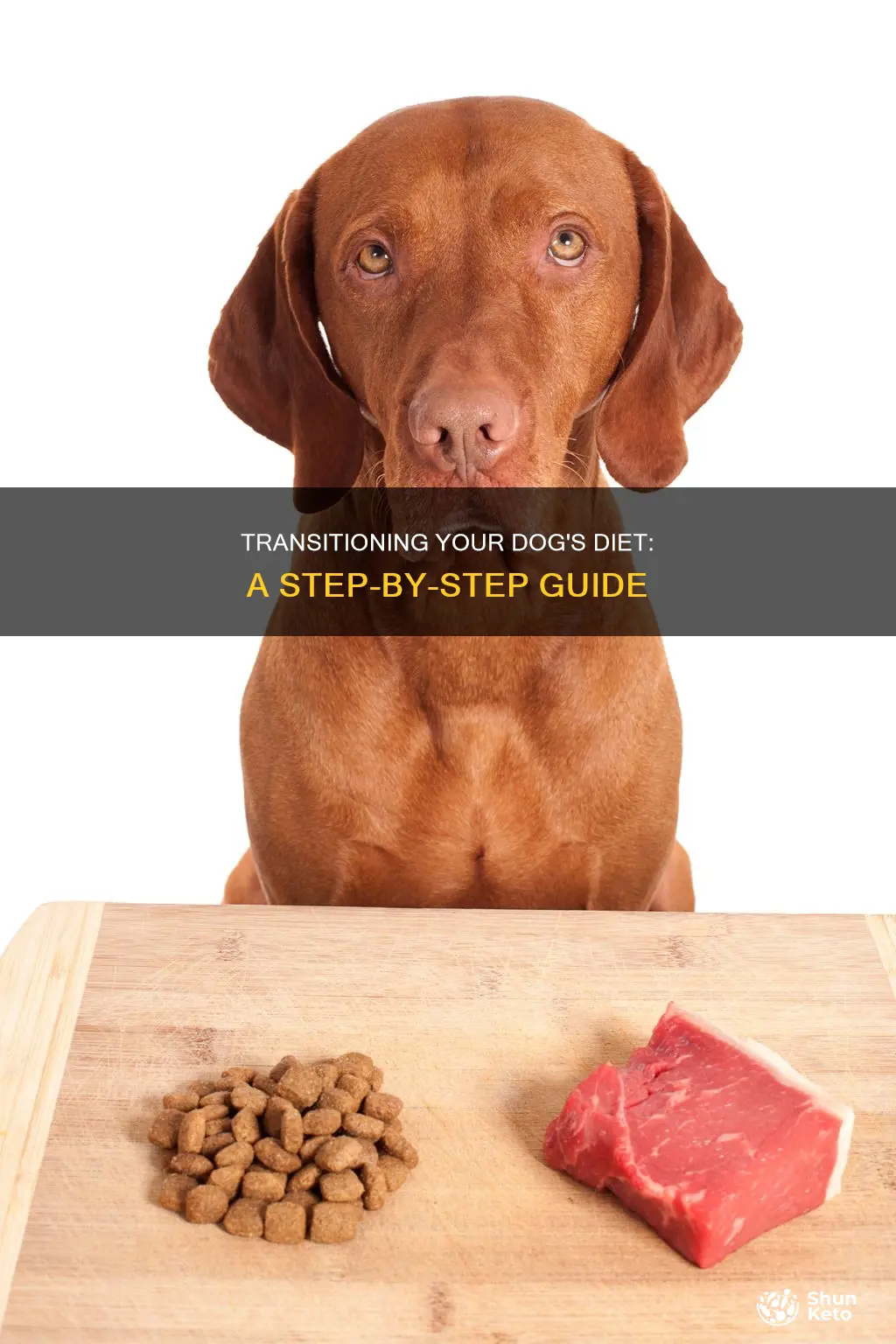 how to change a dogs diet