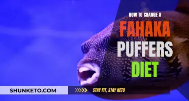 Transitioning Your Fahaka Puffer's Diet: A Step-by-Step Guide