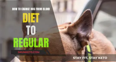 Transitioning Your Dog's Diet: From Bland to Regular Food