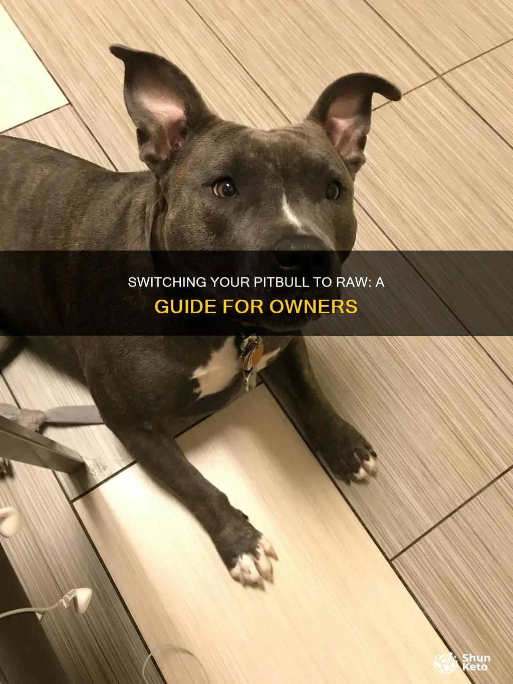 how to change my pitbull diet to raw