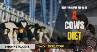 Boosting Cow Health: Cheap Calcium Sources