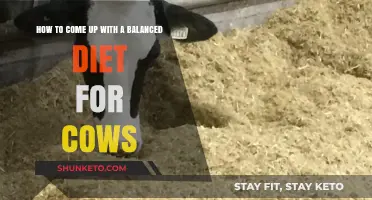 Creating a Balanced Diet for Healthy Cows