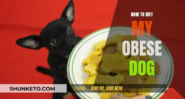 Strategies to Help Your Obese Dog Lose Weight