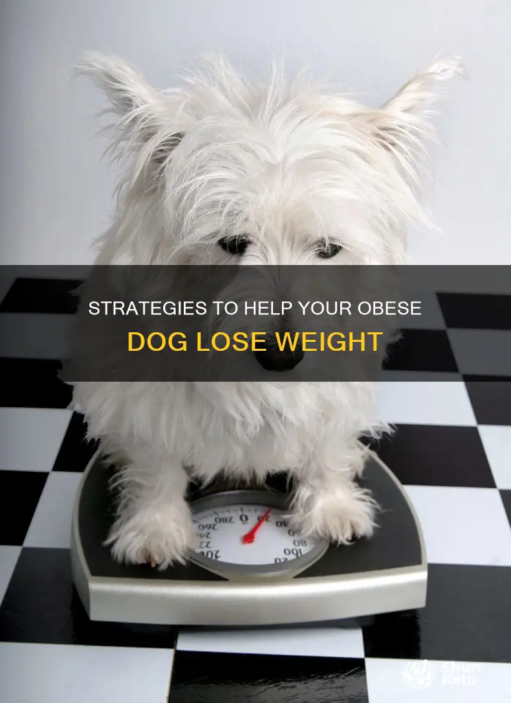 how to diet my obese dog