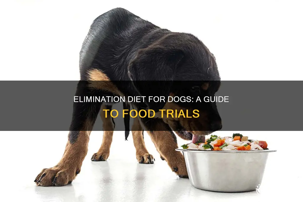 how to do an elimination diet for dogs
