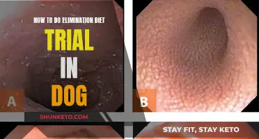 Elimination Diet Trial for Dogs: A Step-by-Step Guide