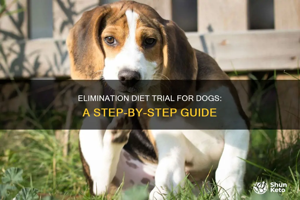 how to do elimination diet trial in dog