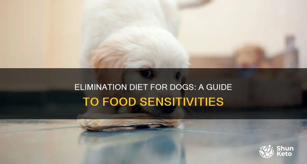 how to do elmination diet dogs