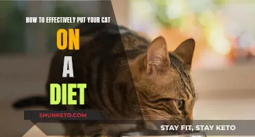 Strategic Dieting: Cat Weight Loss Done Right
