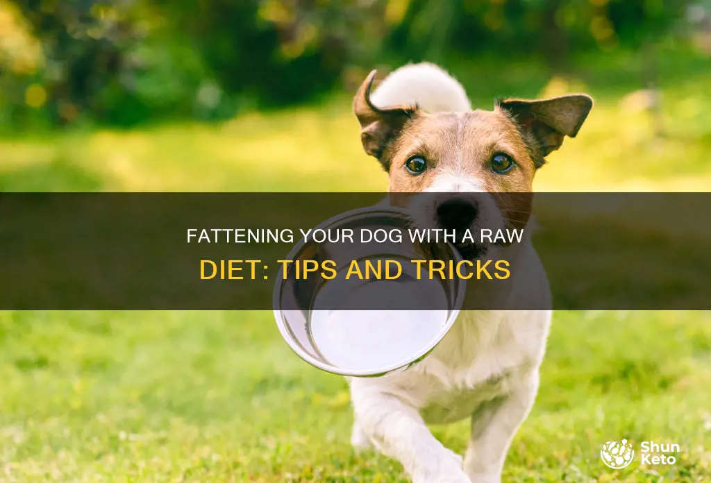 how to fatten up a dog on a raw diet