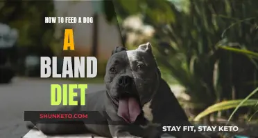 Feeding Dogs a Bland Diet: What, Why, and How?