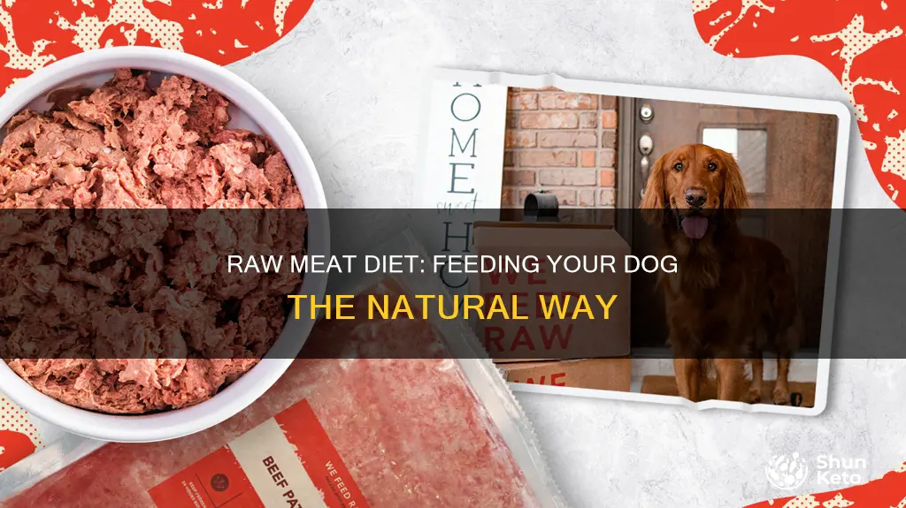 how to feed a raw meat diet to dogs