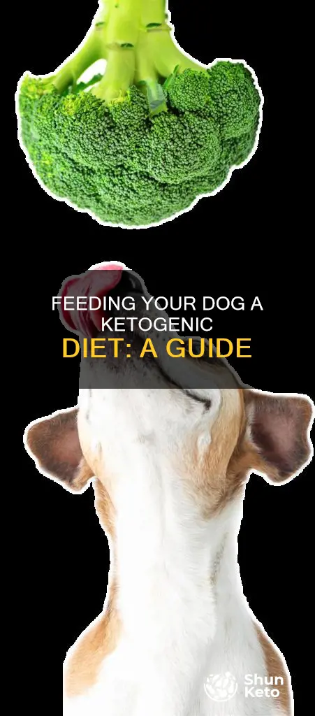 how to feed dog ketogenic diet
