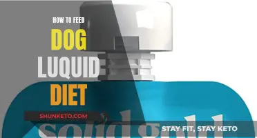 Liquid Diet for Dogs: What, When, and How to Feed