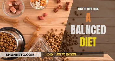 Feeding Dogs Right: A Guide to Balanced Dieting