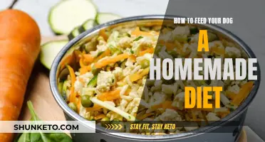 Feeding Your Dog a Healthy, Homemade Diet