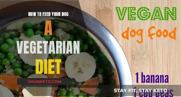 Vegetarian Diet for Dogs: What You Need to Know