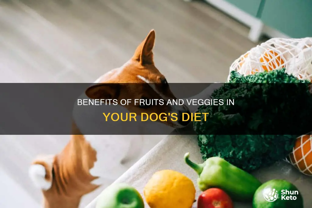 how to fit fruits and vegetables in your dogs diet