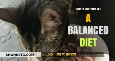 Feeding Your Cat: A Balanced Diet Guide