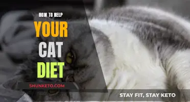 Helping Your Cat Diet: Strategies for Success
