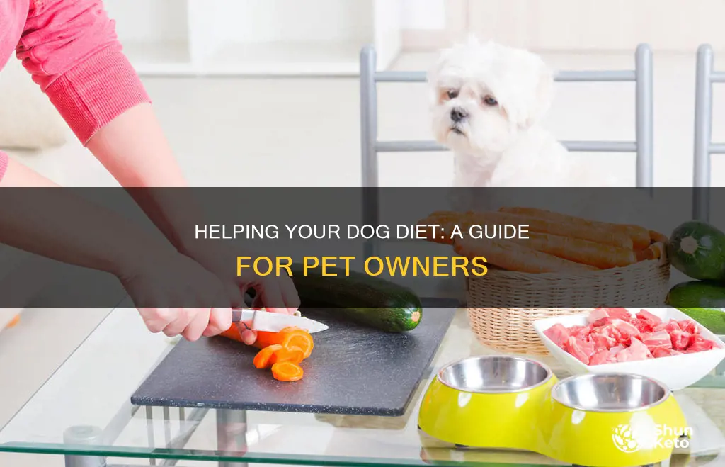 how to help your dog diet
