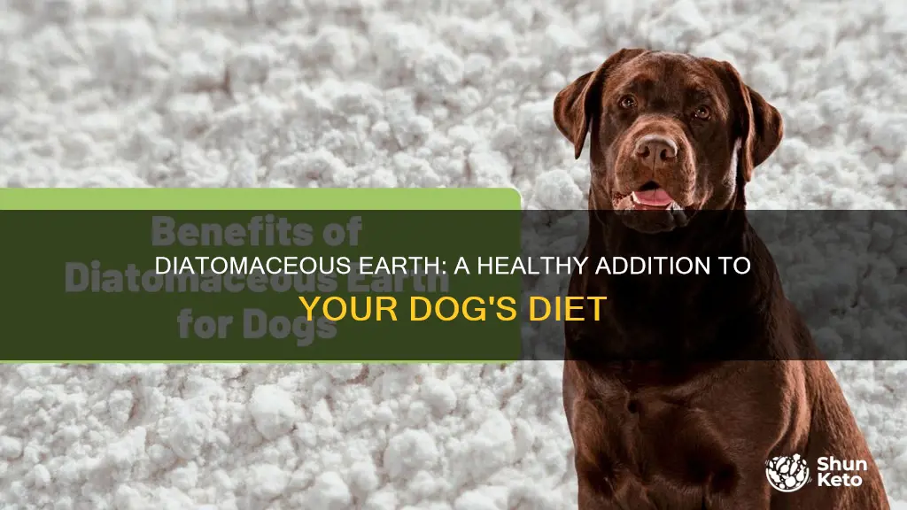 how to incorporate diatomaceous earth into a dogs diet