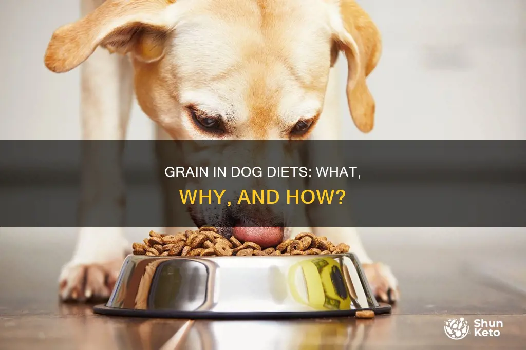 how to incorporate grain into your dog