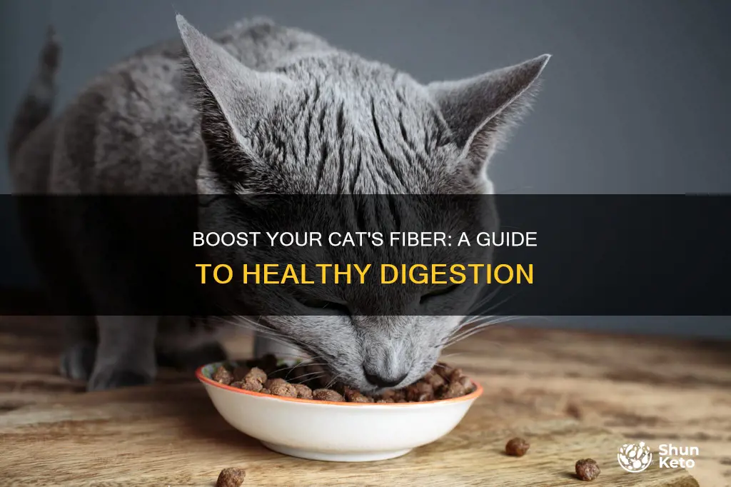 how to increase fiber in a cats diet