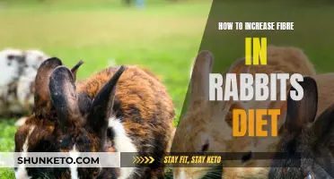 Rabbits' Fiber Fix: A Guide to Healthy Digestion