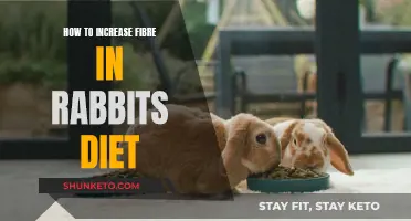 Increasing Fiber in Your Rabbit's Diet: Natural and Healthy Ways