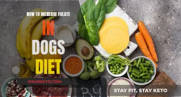 Enhancing Your Dog's Diet With Folate-Rich Foods
