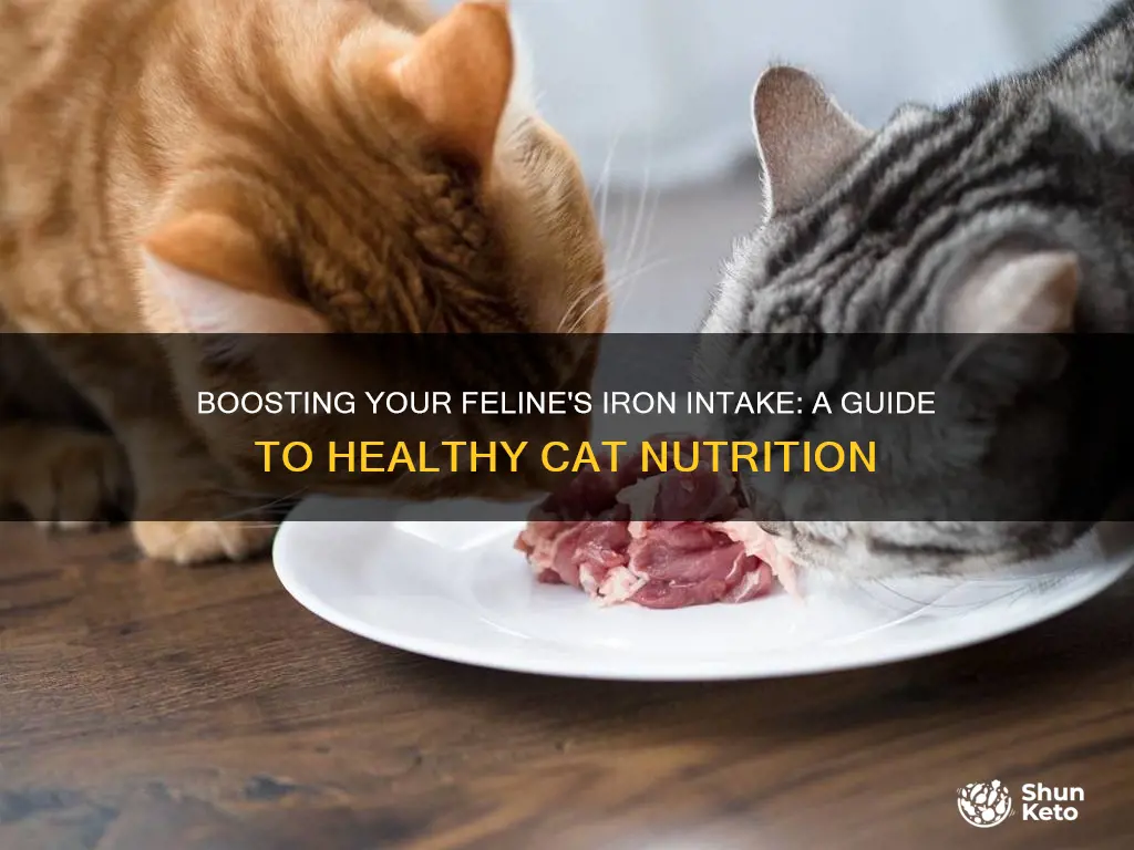 how to increase iron in cats diet