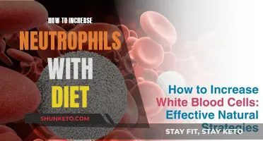 Boost Your Neutrophils: Nutrition Tips for Healthy White Blood Cells