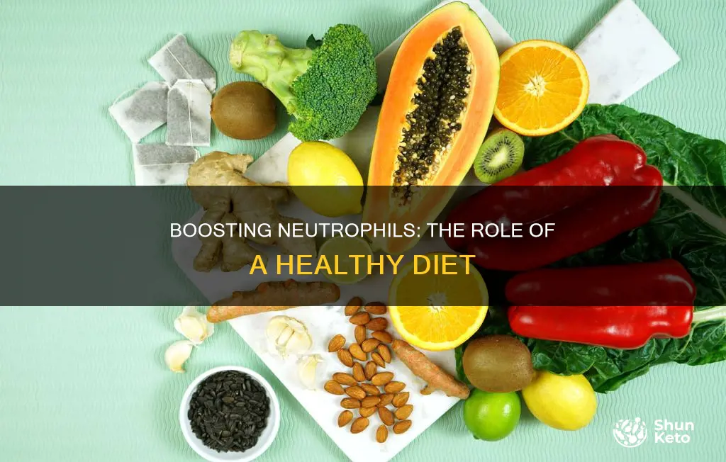 how to increase neutrophils with diet