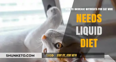 Enhancing Liquid Diets: Nutrition for Sick Cats