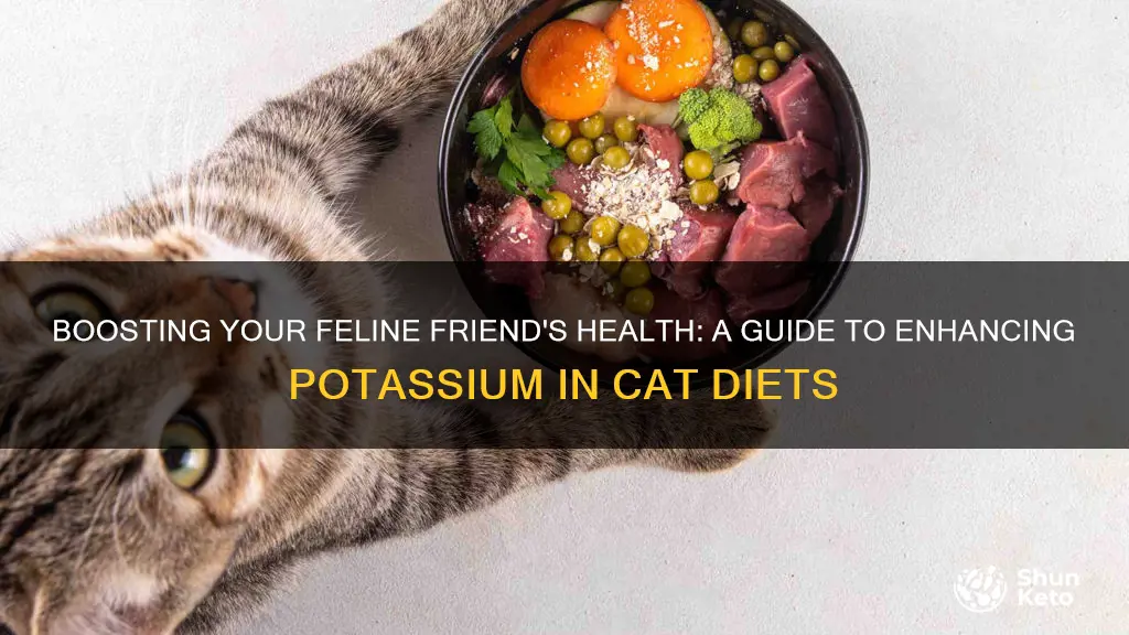 how to increase potassium in cats diet